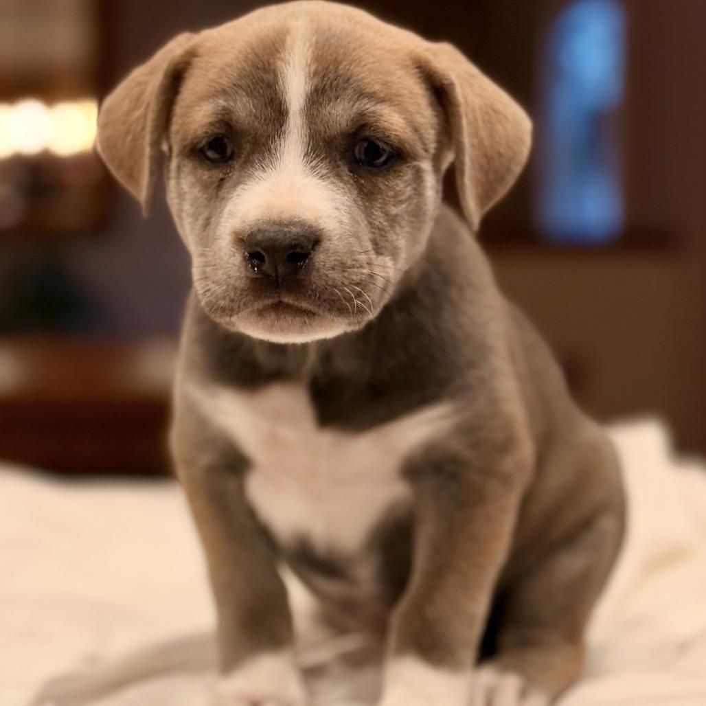 Enlarge 389 (2026) Ash, a Adoptable mixed breed in Parker, CO image 2/5