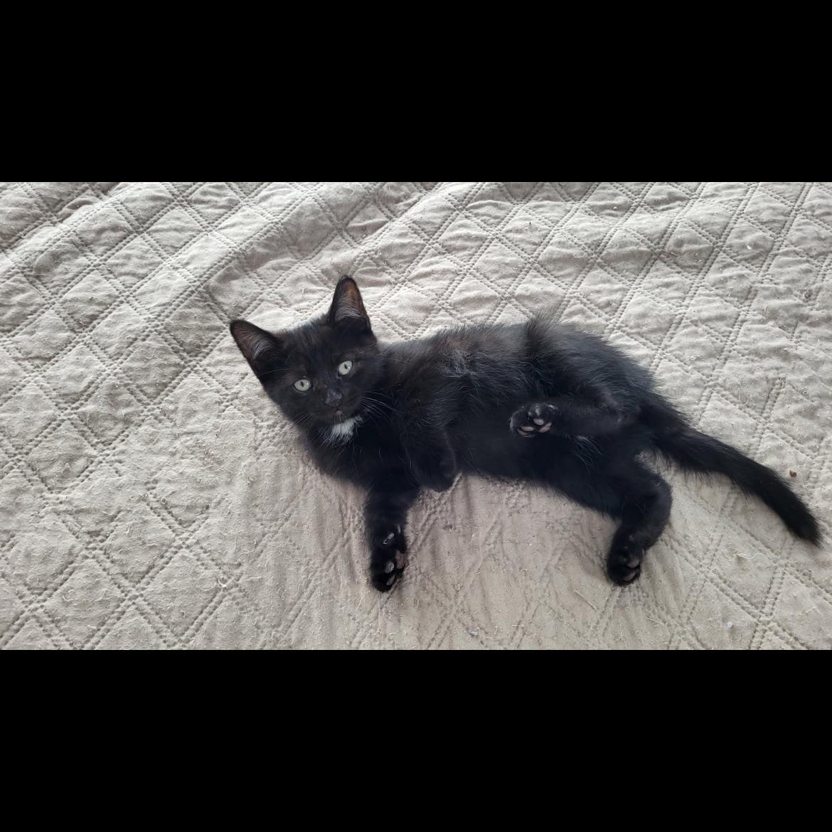 Enlarge Monarch, a ADOPTABLE Domestic Short Hair in Montreal, QC image 3/4