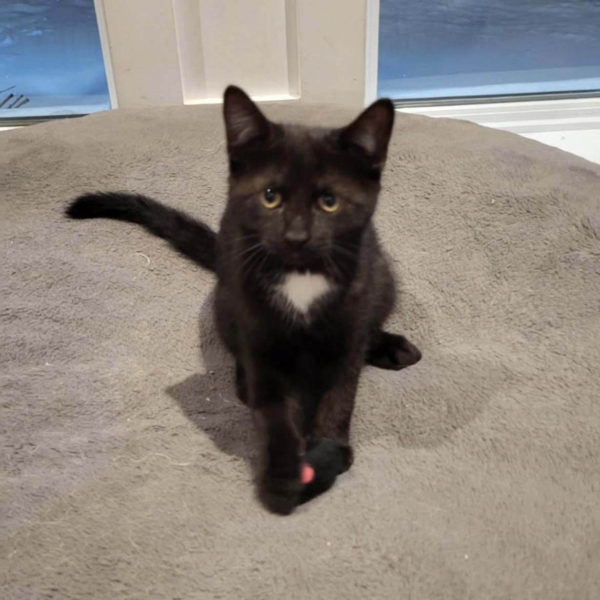 Enlarge Monarch, a ADOPTABLE Domestic Short Hair in Montreal, QC image 1/4