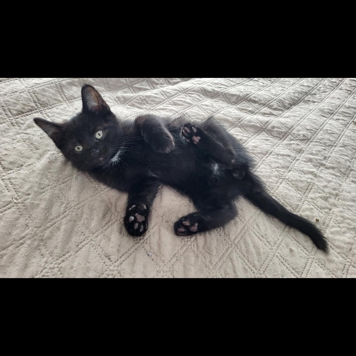 Enlarge Monarch, a ADOPTABLE Domestic Short Hair in Montreal, QC image 4/4