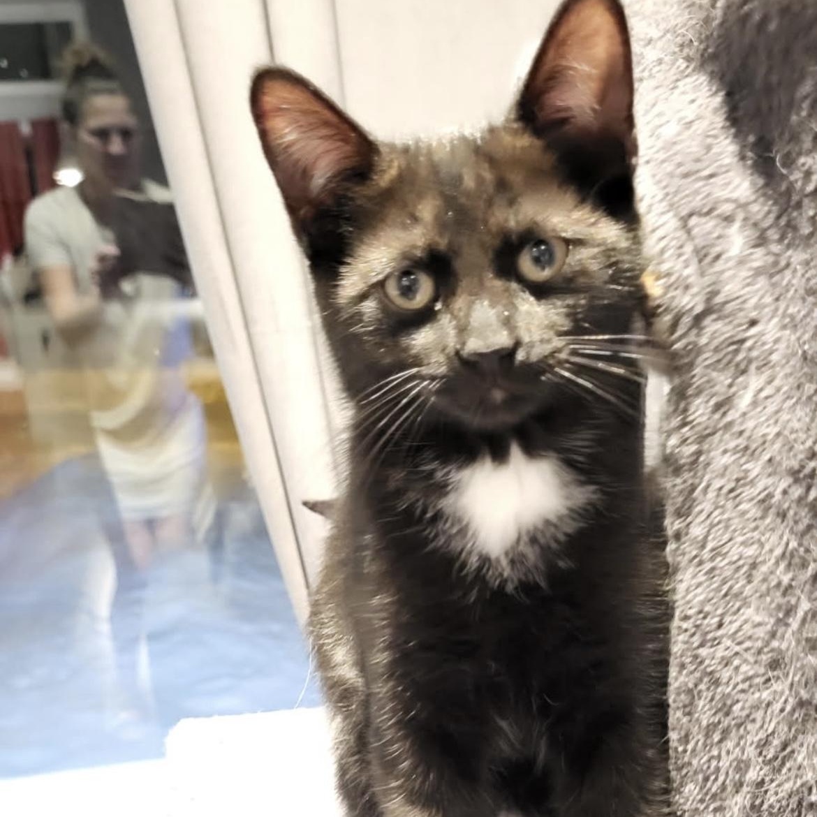 Enlarge Monarch, a ADOPTABLE Domestic Short Hair in Montreal, QC image 2/4