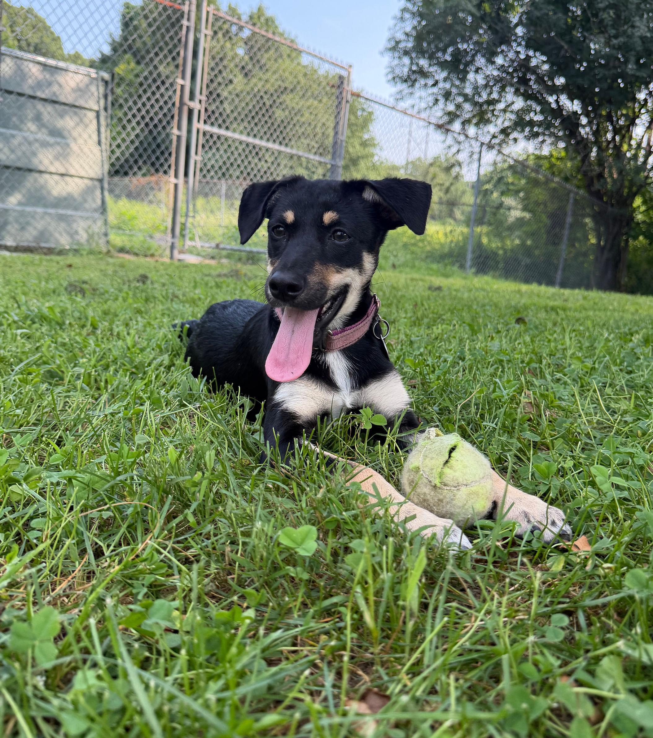 Bentley, ADOPTABLE, Puppy Female Australian Cattle Dog / Blue Heeler.