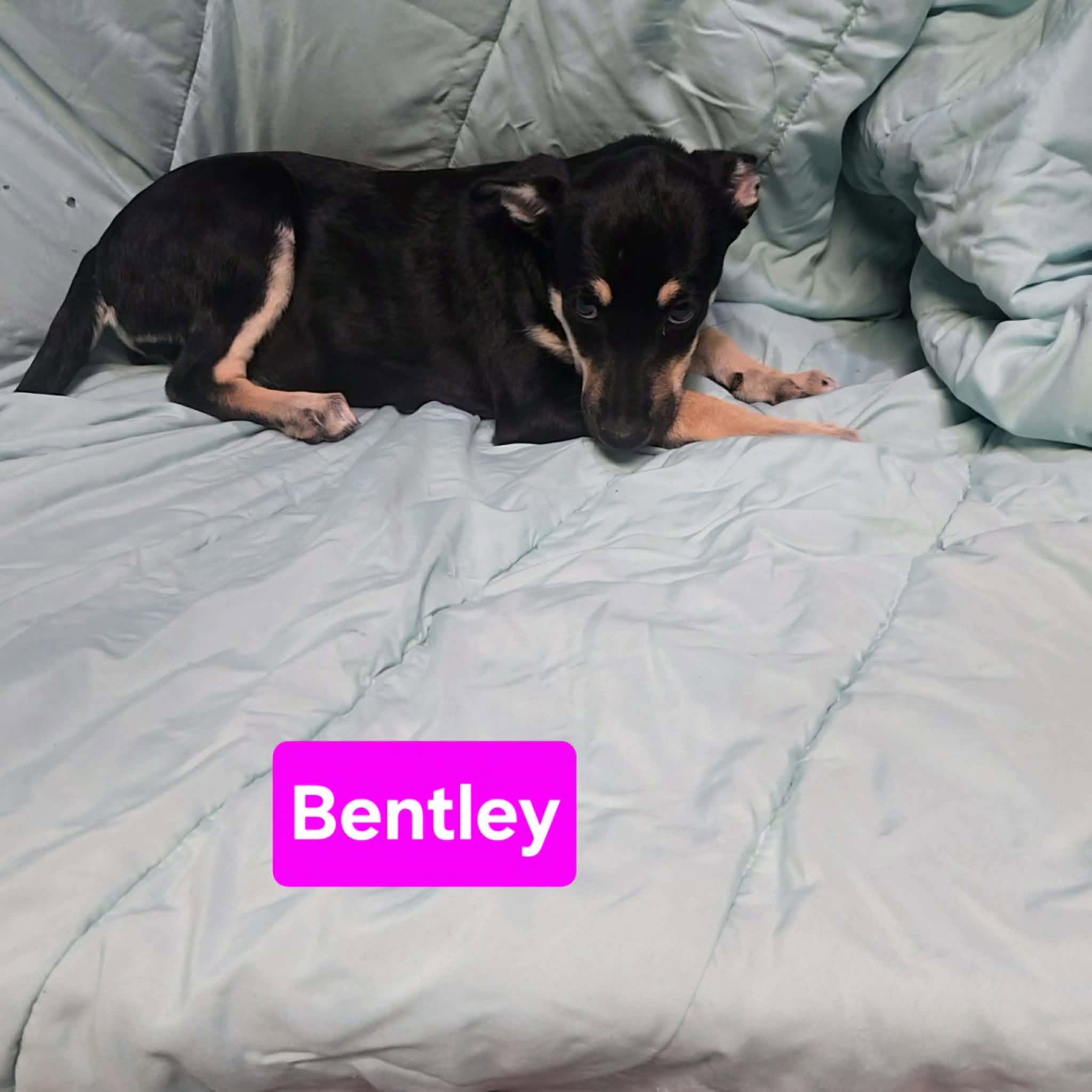 Enlarge Bentley, a ADOPTABLE mixed breed in Uxbridge, MA image 4/4