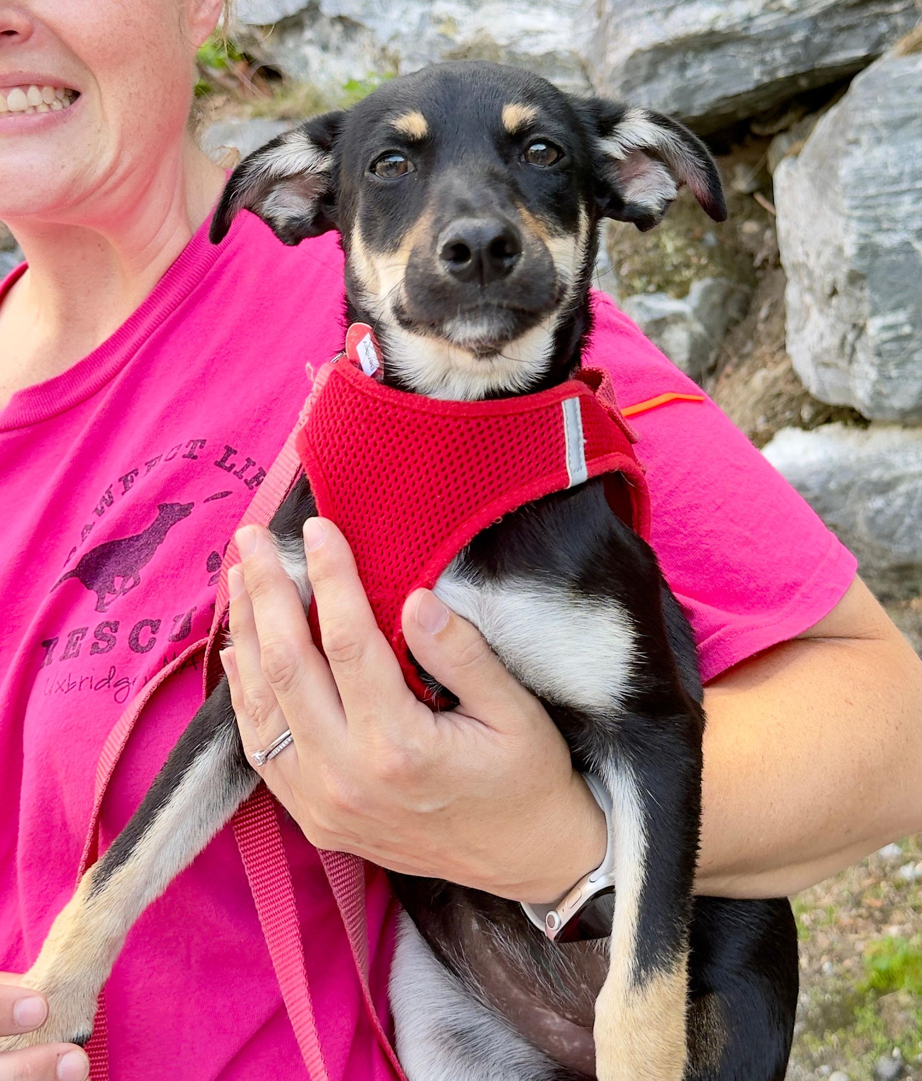 Enlarge Bentley, a ADOPTABLE mixed breed in Uxbridge, MA image 2/4
