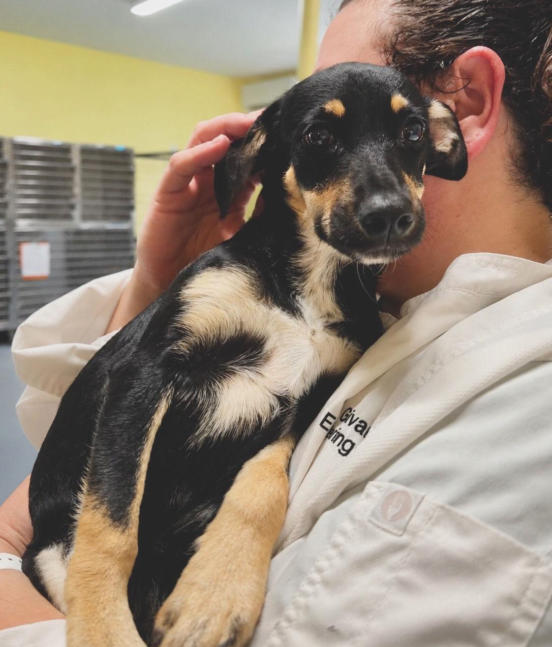 Enlarge Bentley, a ADOPTABLE mixed breed in Uxbridge, MA image 3/4