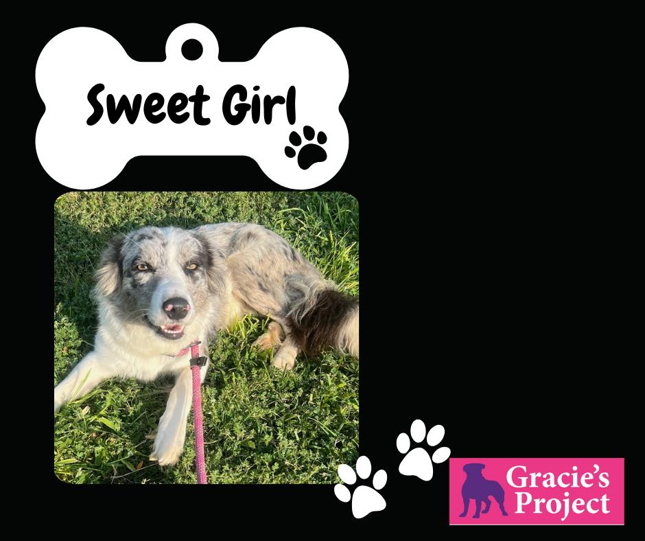 Dog for adoption Sweet Girl, an Australian Shepherd in Grand Junction