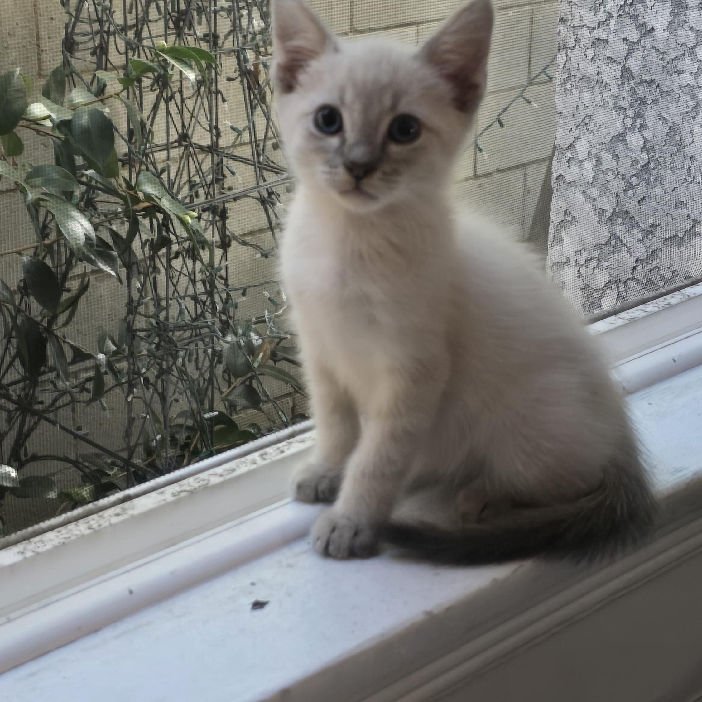 Comet, Adoptable, Kitten Male Siamese.