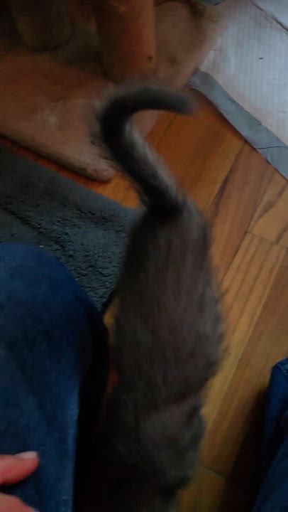Enlarge Comet, a Adoptable mixed breed in North Hollywood, CA video 3/5
