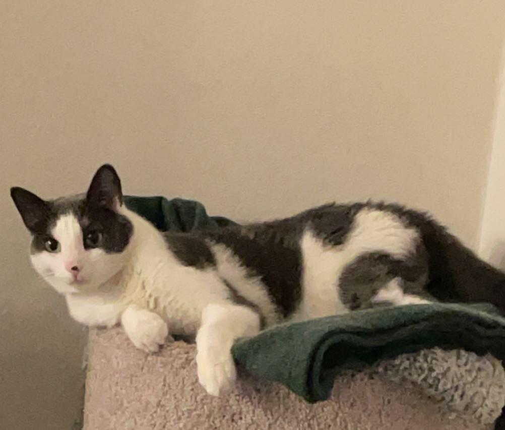 Navi, ADOPTABLE, Adult Male Domestic Short Hair.