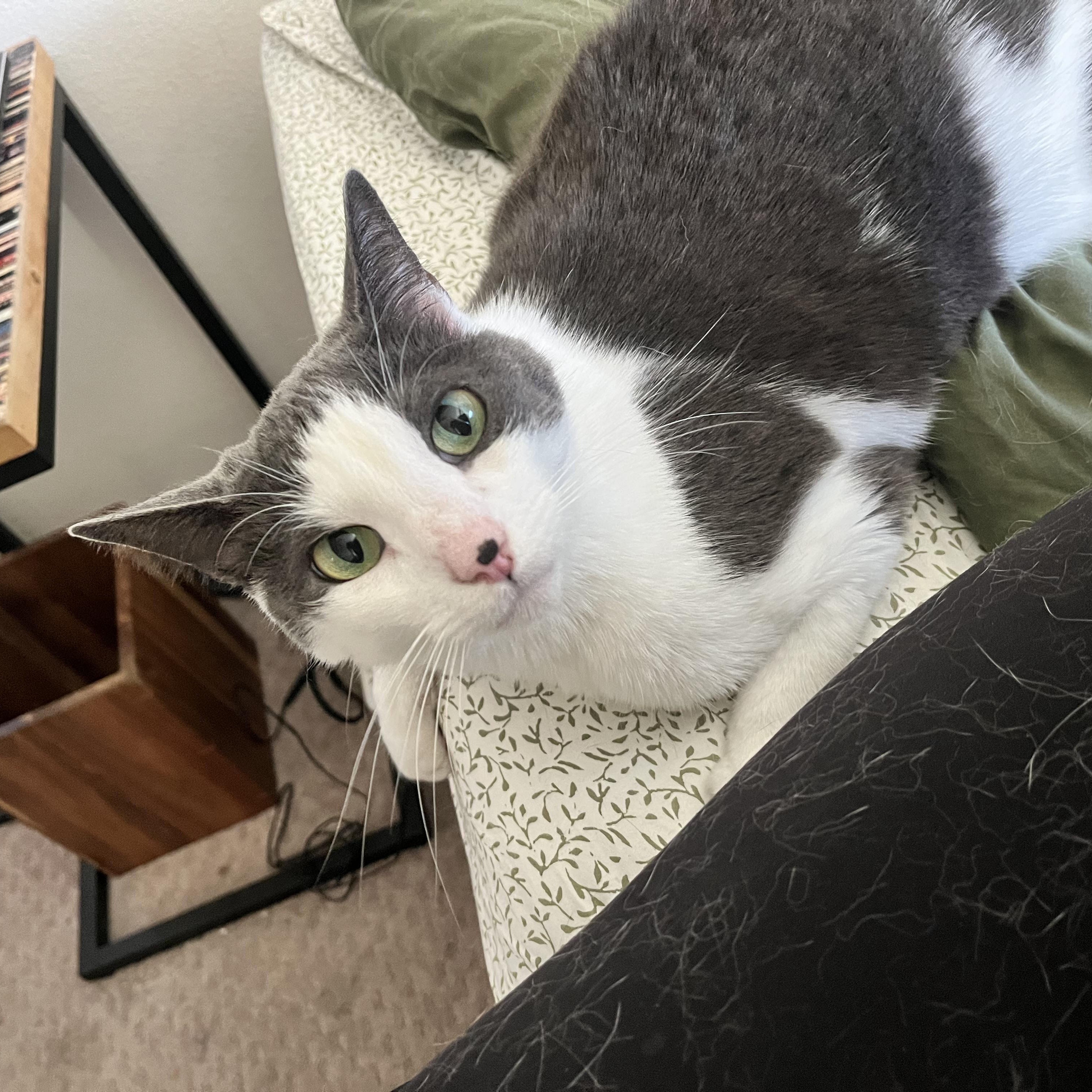 Enlarge Navi, a ADOPTABLE Domestic Short Hair in San Juan Capistrano, CA image 2/2