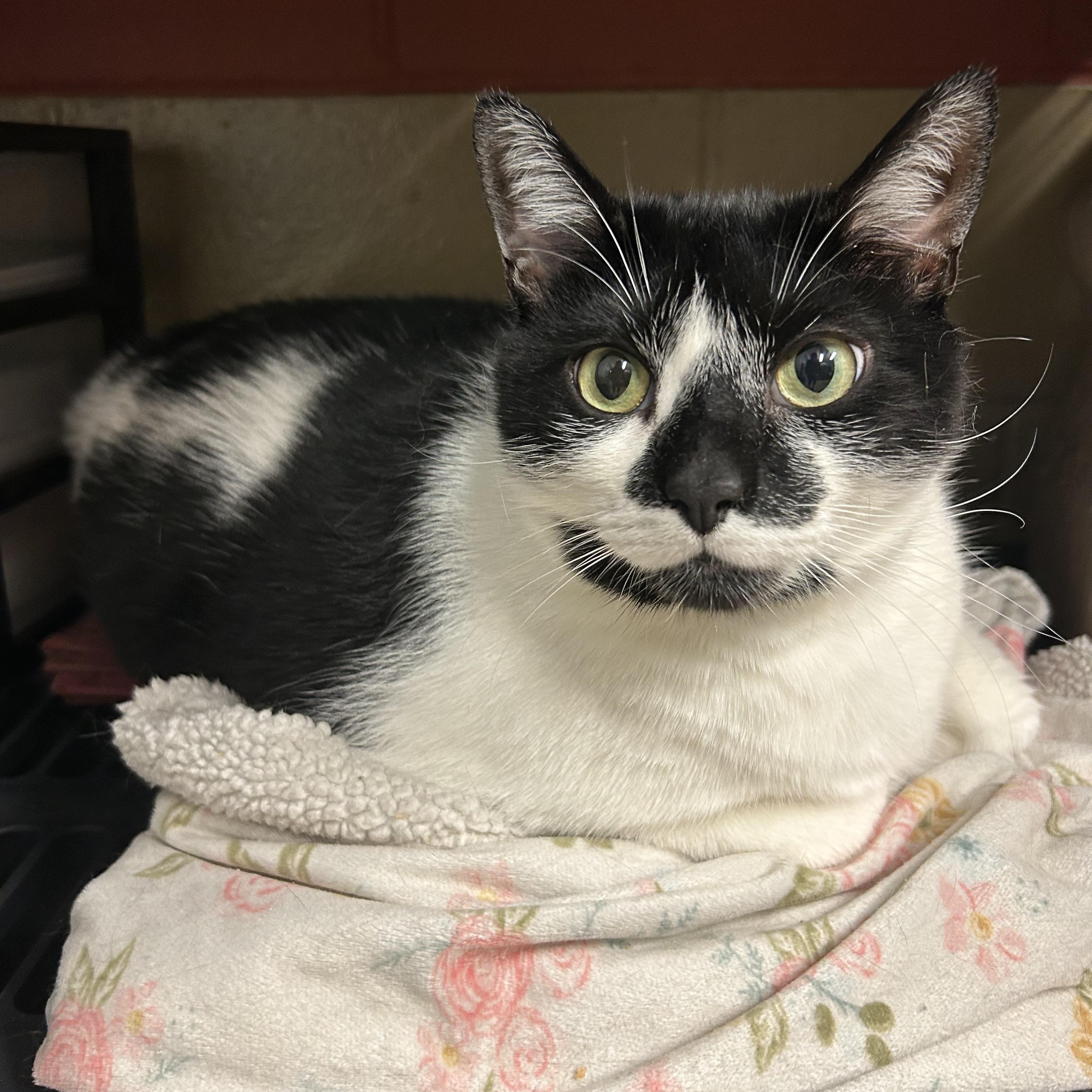 Enlarge Hercules, a ADOPTABLE Domestic Short Hair in Southold, NY image 1/1