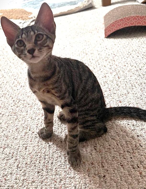 Luca, a ADOPTABLE Tiger in Jamaica Plain, MA image 2/4