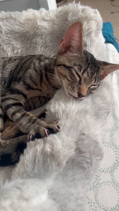 Enlarge Luca, a ADOPTABLE Tiger in Jamaica Plain, MA video 4/4