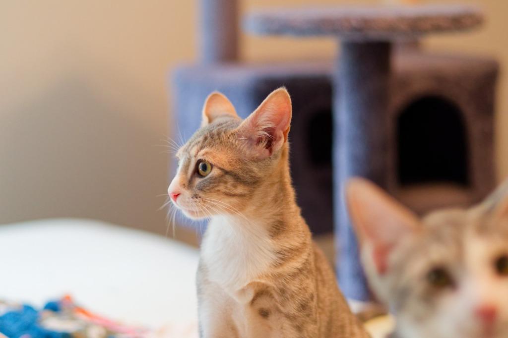 Boulder, Adoptable, Kitten Female Domestic Short Hair.