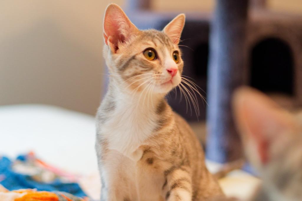 Boulder, a Adoptable mixed breed in Hot Springs, AR image 2/6