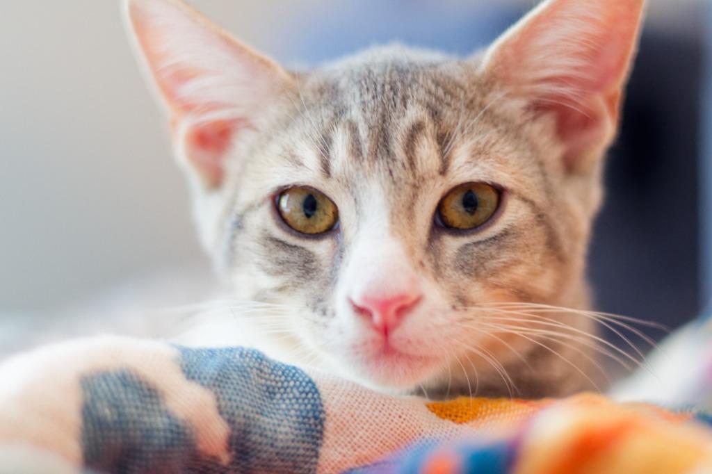 Boulder, a Adoptable mixed breed in Hot Springs, AR image 3/6