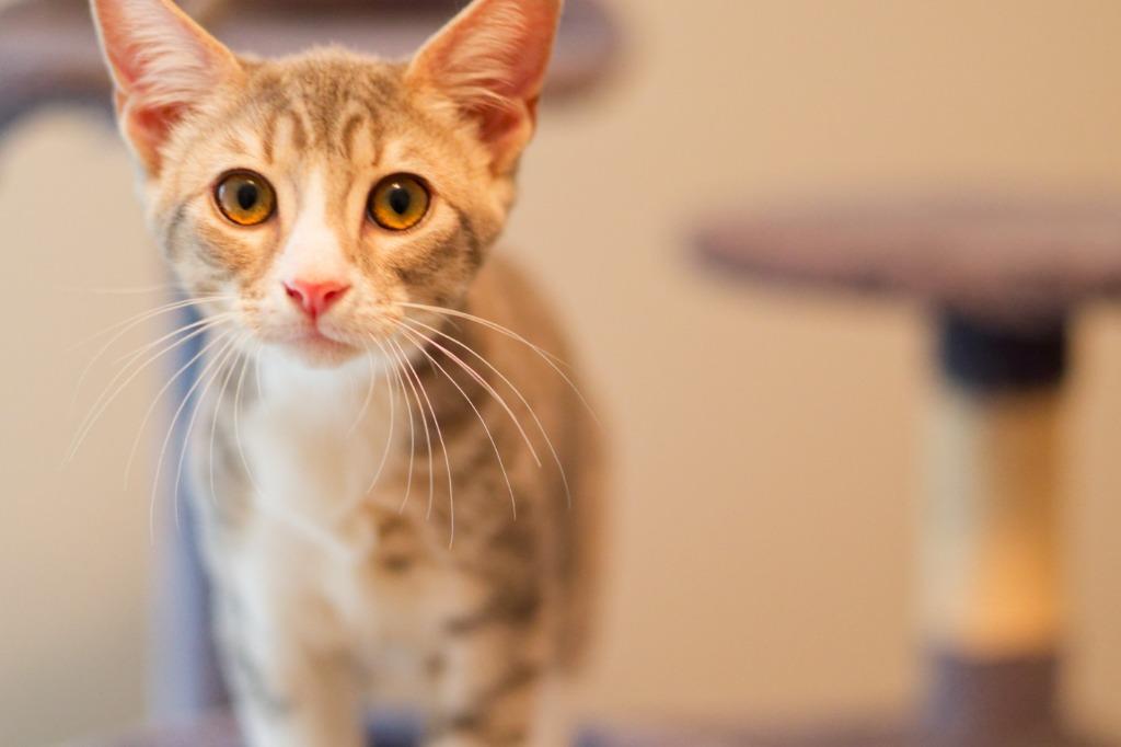 Boulder, a Adoptable mixed breed in Hot Springs, AR image 4/6