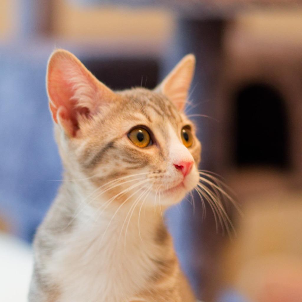 Boulder, a Adoptable mixed breed in Hot Springs, AR image 5/6