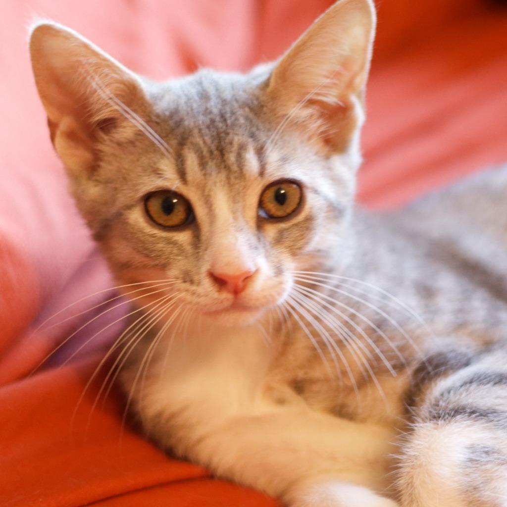 Boulder, a Adoptable mixed breed in Hot Springs, AR image 6/6