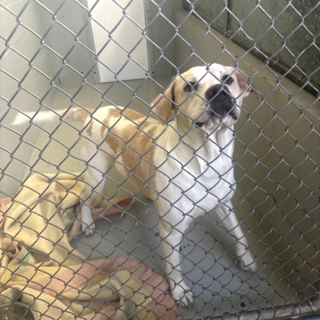 Golly Gosh 28, Adoptable, Young Male Pit Bull Terrier & Hound.