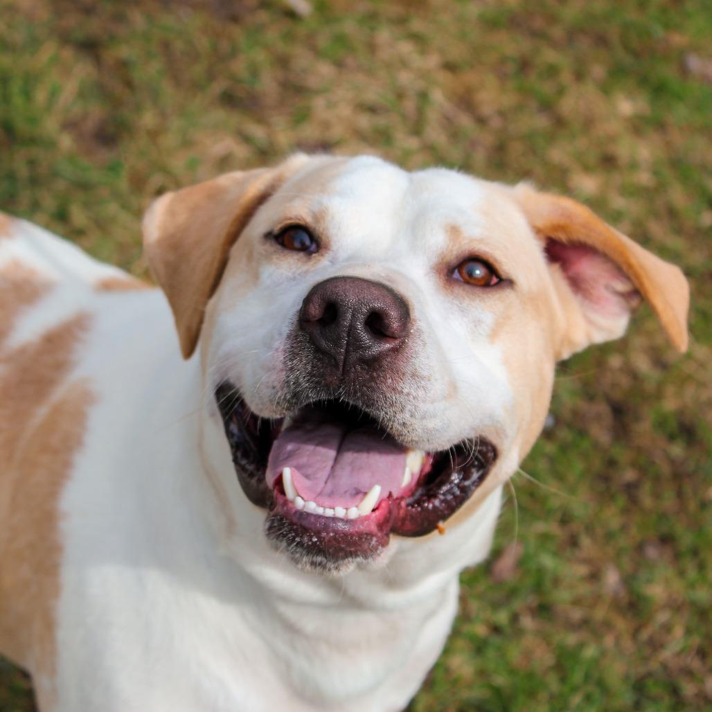 Enlarge Golly Gosh 28, a Adoptable mixed breed in Canastota, NY image 2/2