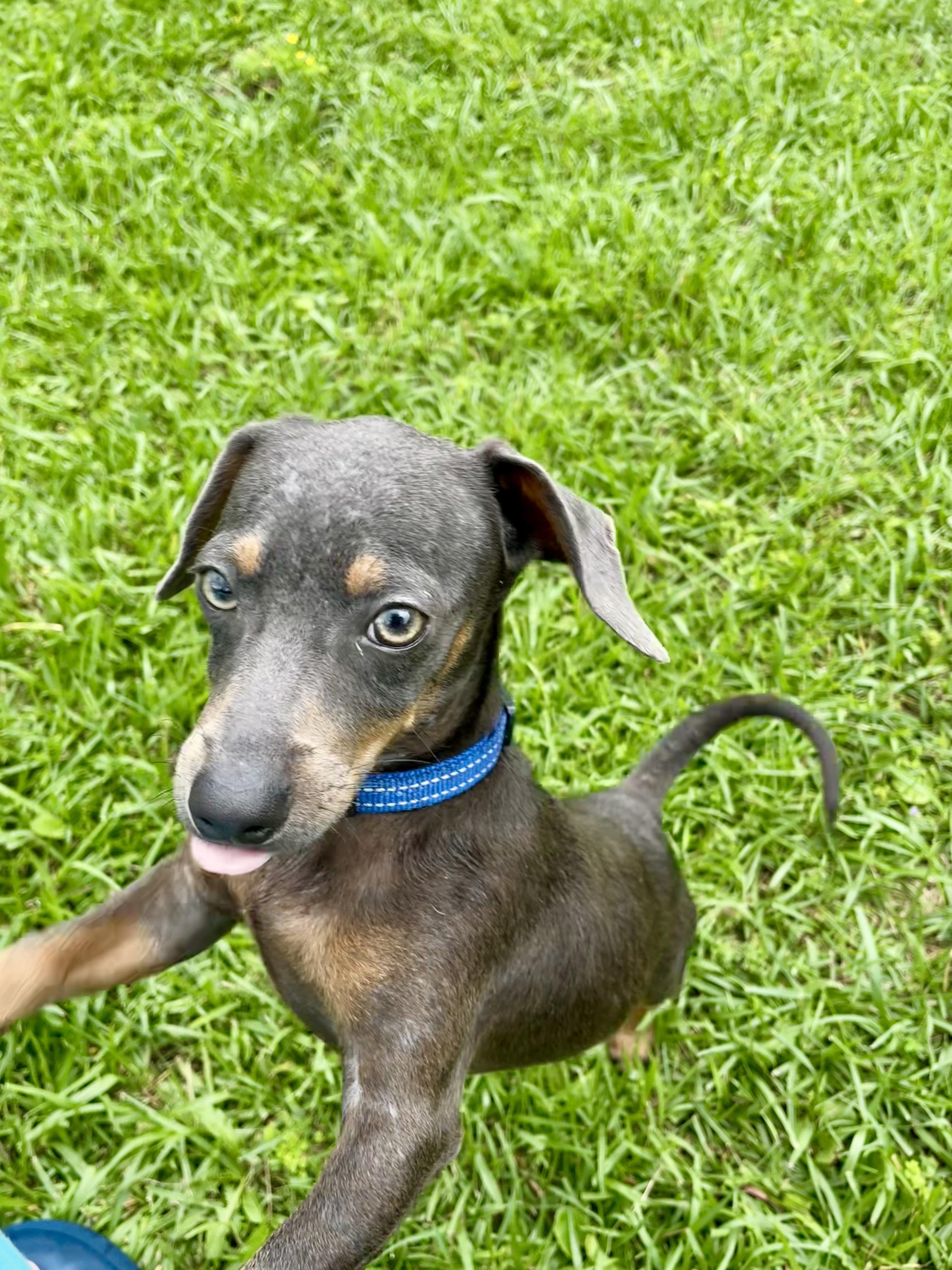Wee Willy, a Adopted Dachshund in Moncks Corner, SC image 2/6