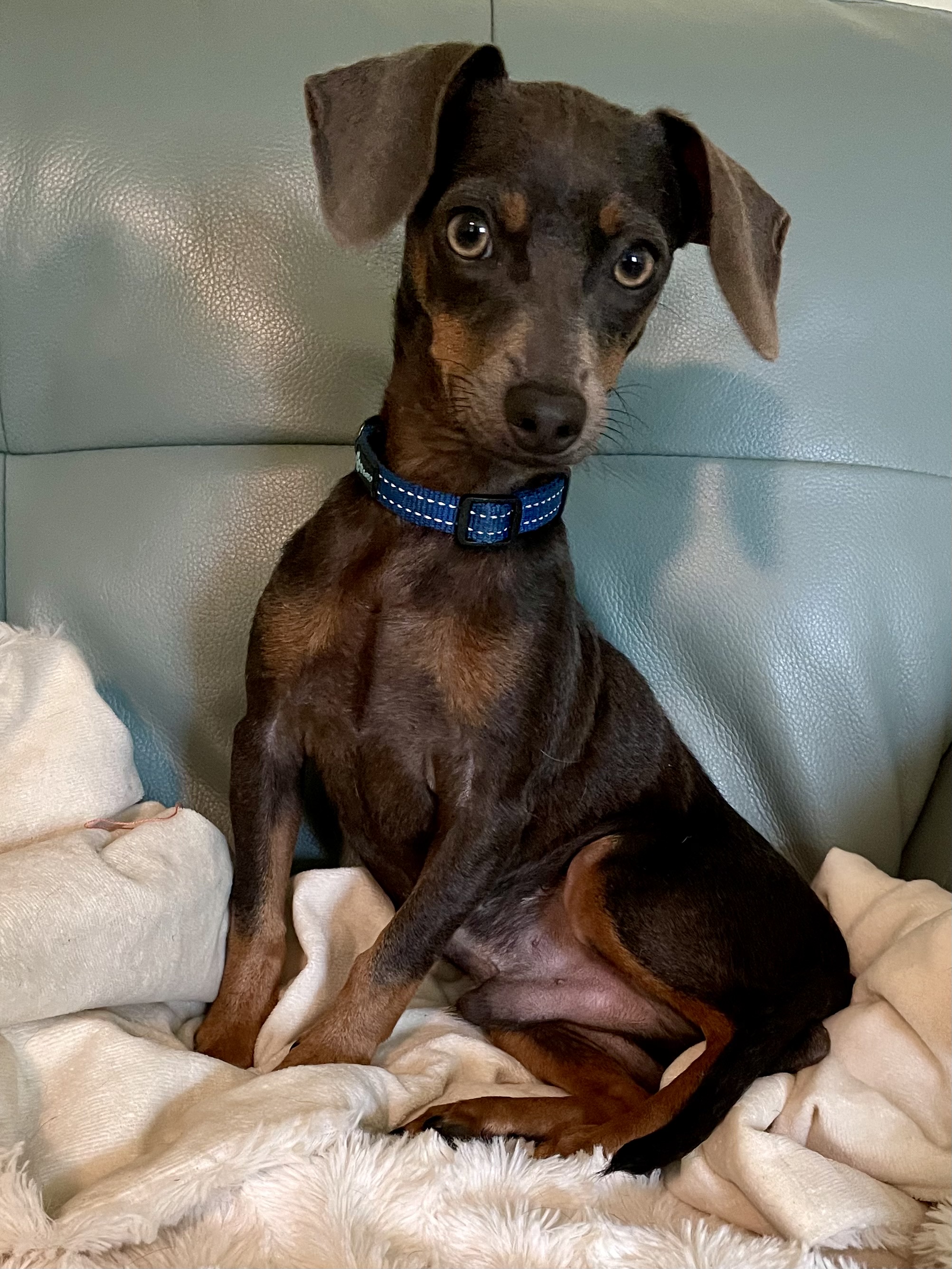 Wee Willy, a Adopted Dachshund in Moncks Corner, SC image 1/6