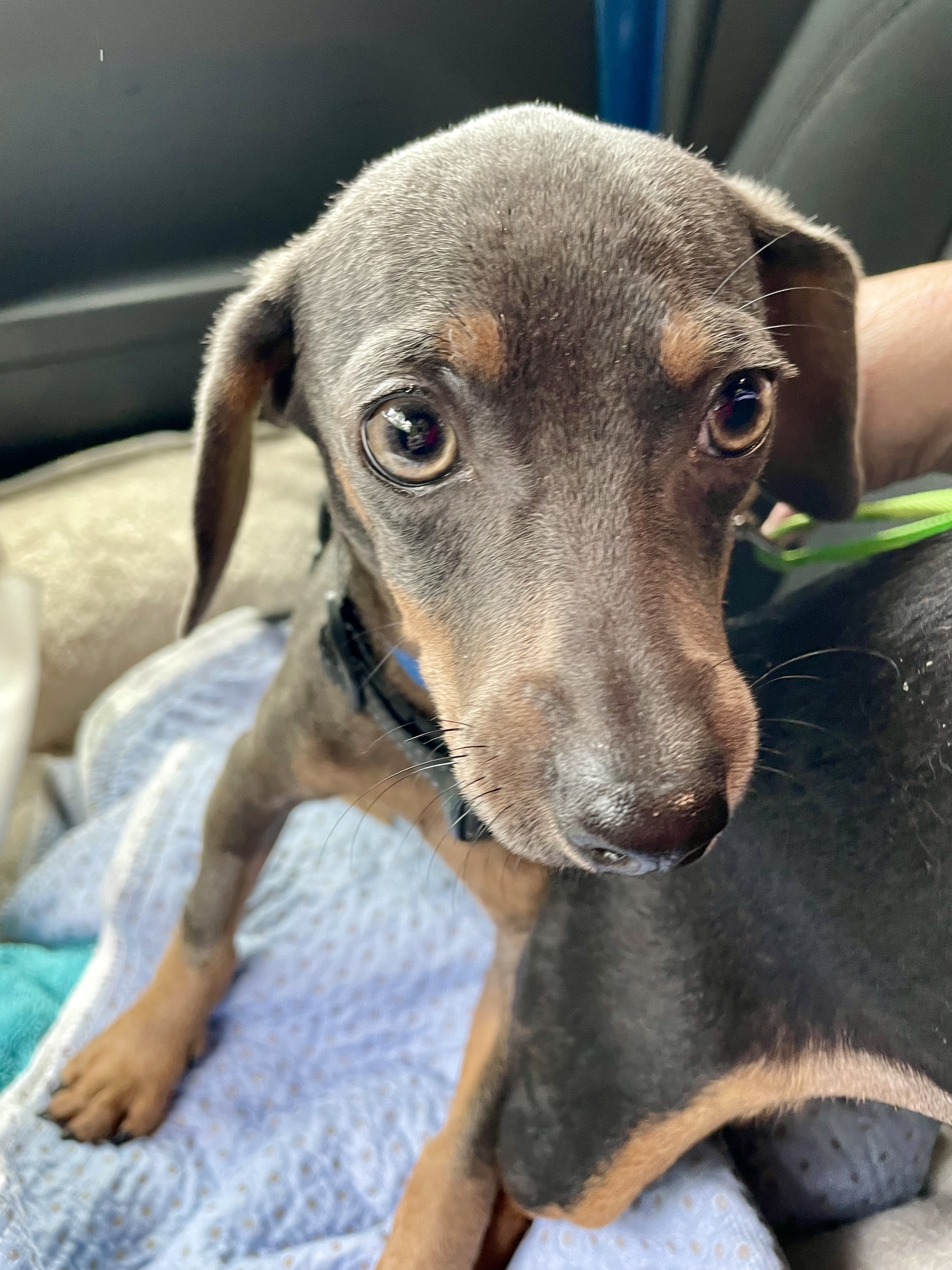 Wee Willy, a Adopted Dachshund in Moncks Corner, SC image 3/6