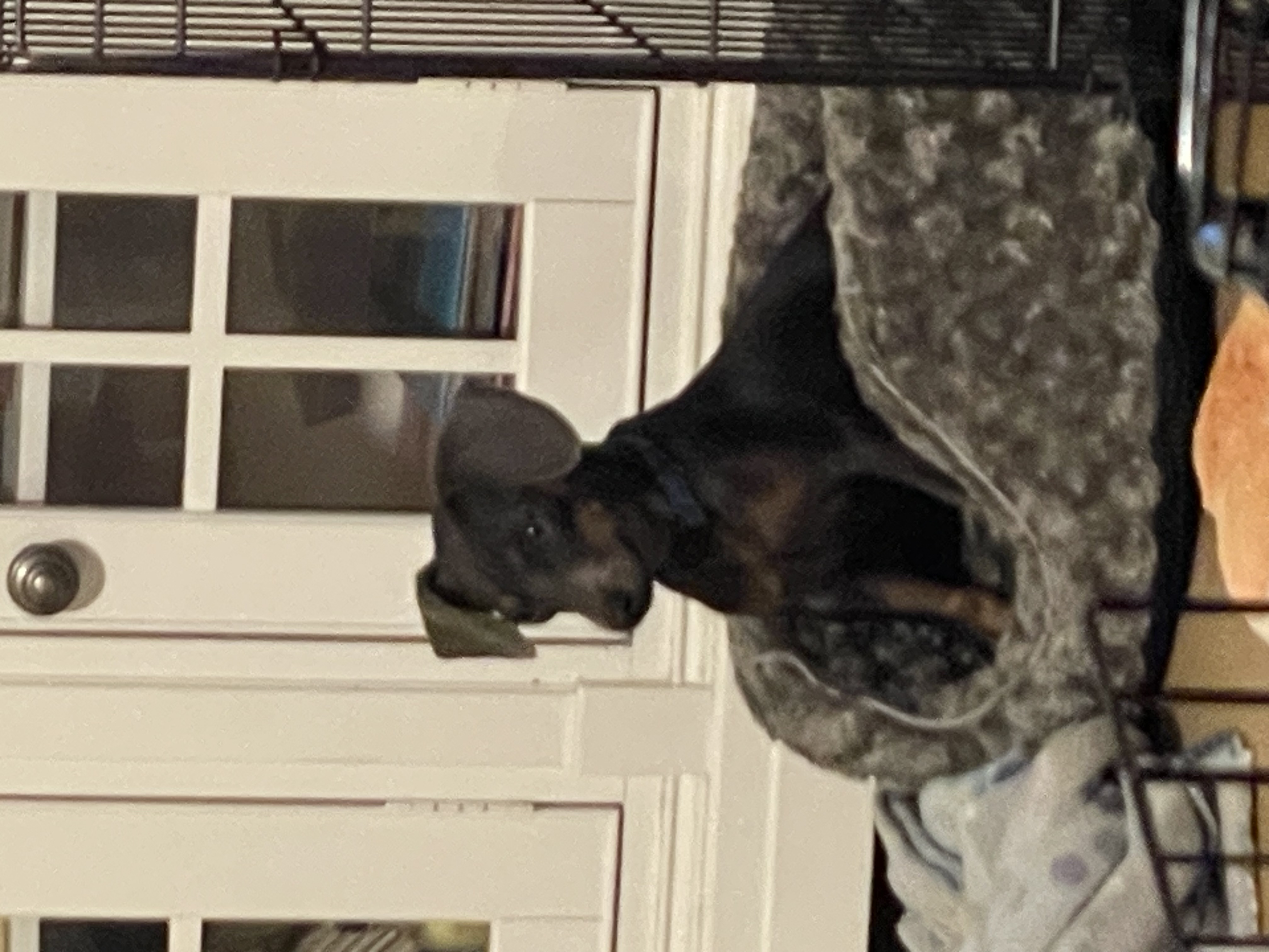 Wee Willy, a Adopted Dachshund in Moncks Corner, SC image 4/6