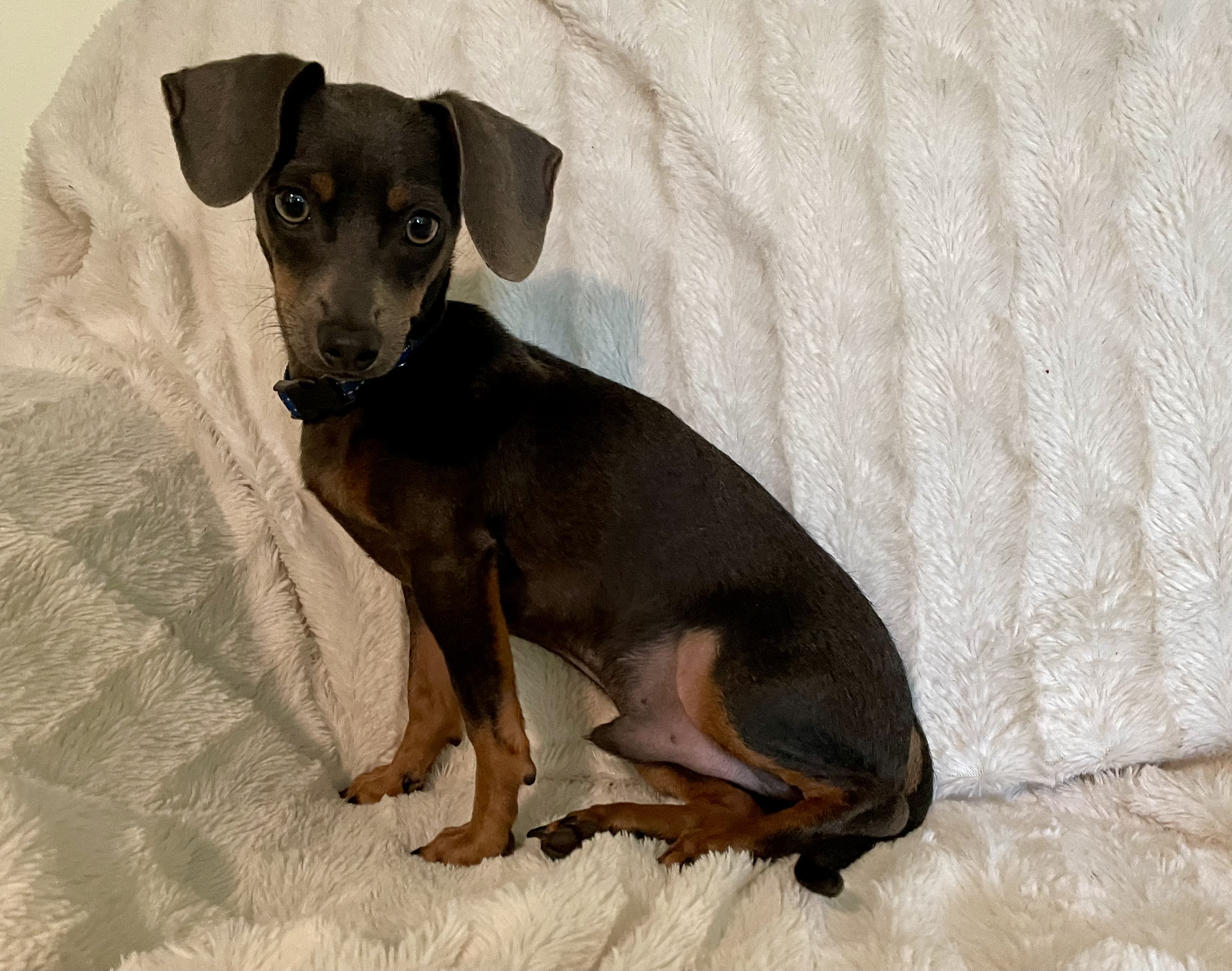 Wee Willy, a Adopted Dachshund in Moncks Corner, SC image 5/6