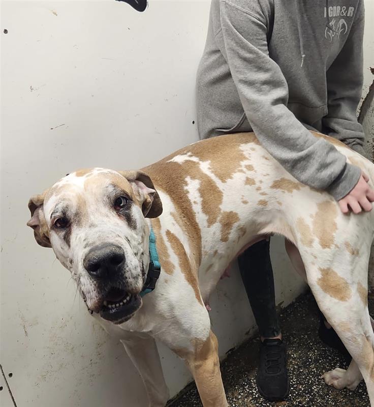 Enlarge Koda, a ADOPTABLE Great Dane in New Castle, PA image 1/1