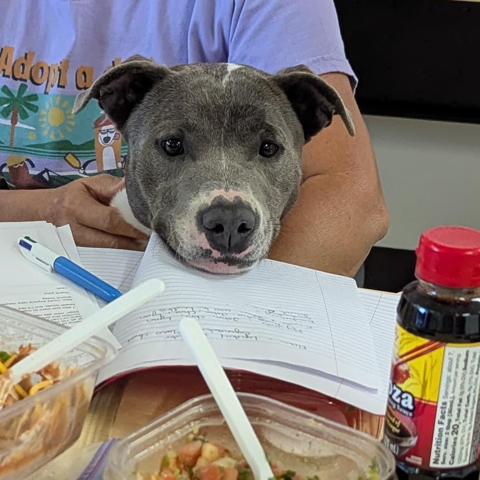 Lola, a Adoptable Mixed Breed in Volcano, HI image 1/6