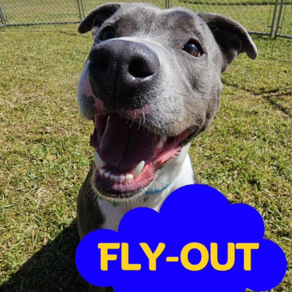 Lola, a Adoptable Mixed Breed in Volcano, HI image 3/6