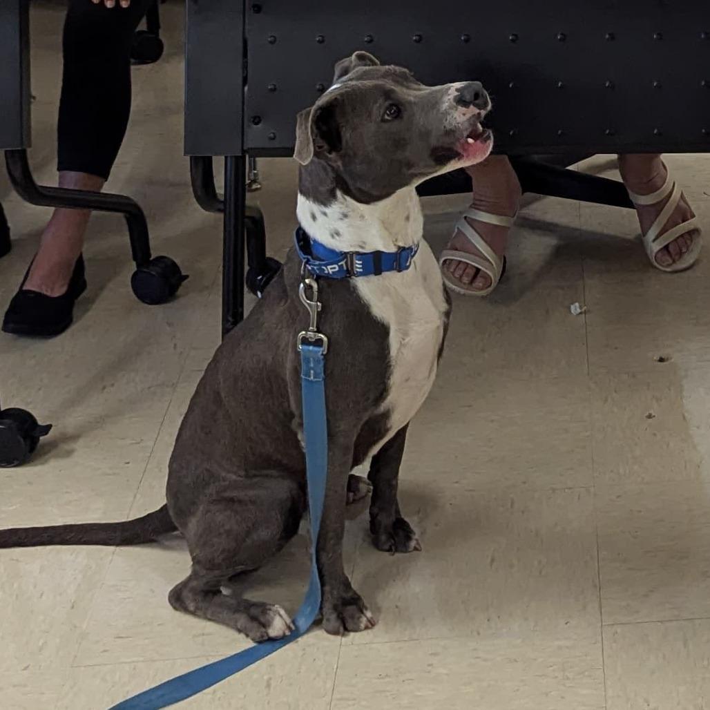 Lola, a Adoptable Mixed Breed in Volcano, HI image 4/6