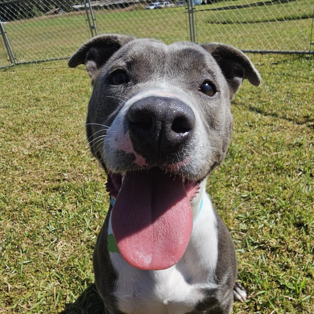 Lola, a Adoptable Mixed Breed in Volcano, HI image 6/6