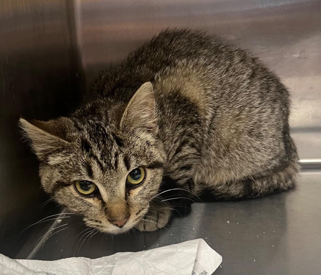 Sparkplug, Adoptable, Kitten Female Domestic Short Hair.