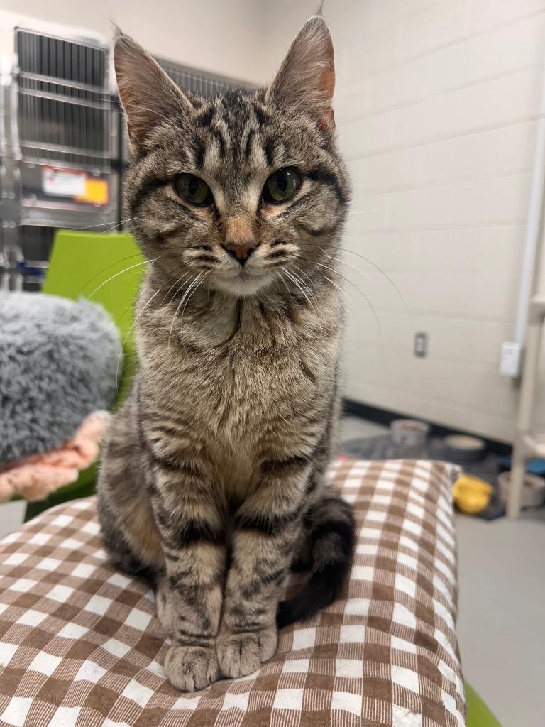 Sparkplug, a Adoptable mixed breed in Greeneville, TN image 2/3