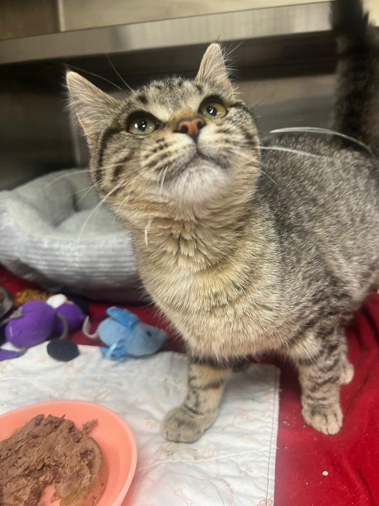 Sparkplug, a Adoptable mixed breed in Greeneville, TN image 3/3