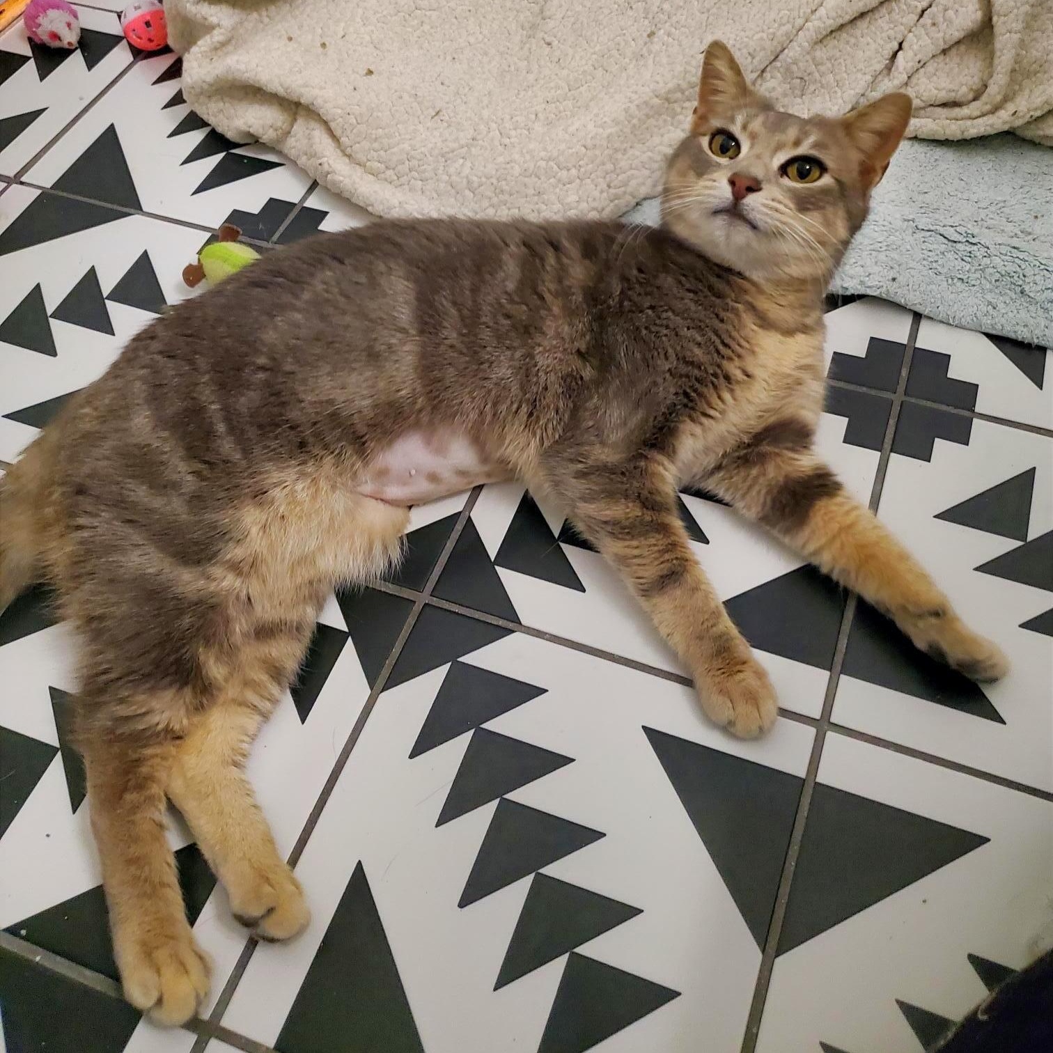 Enlarge Marlynn, a Adoptable Domestic Short Hair in Richmond, VA image 2/2