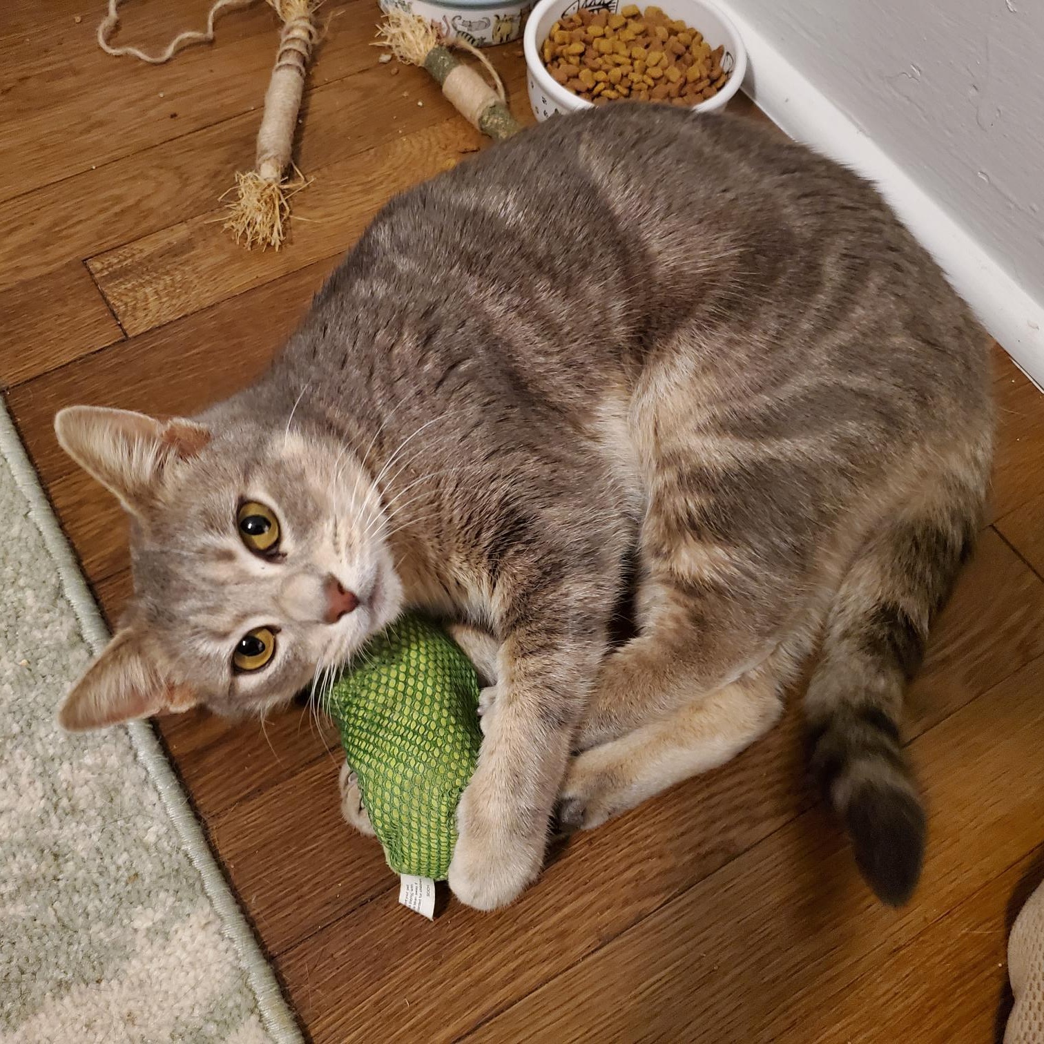 Marlynn, Adoptable, Young Female Domestic Short Hair.