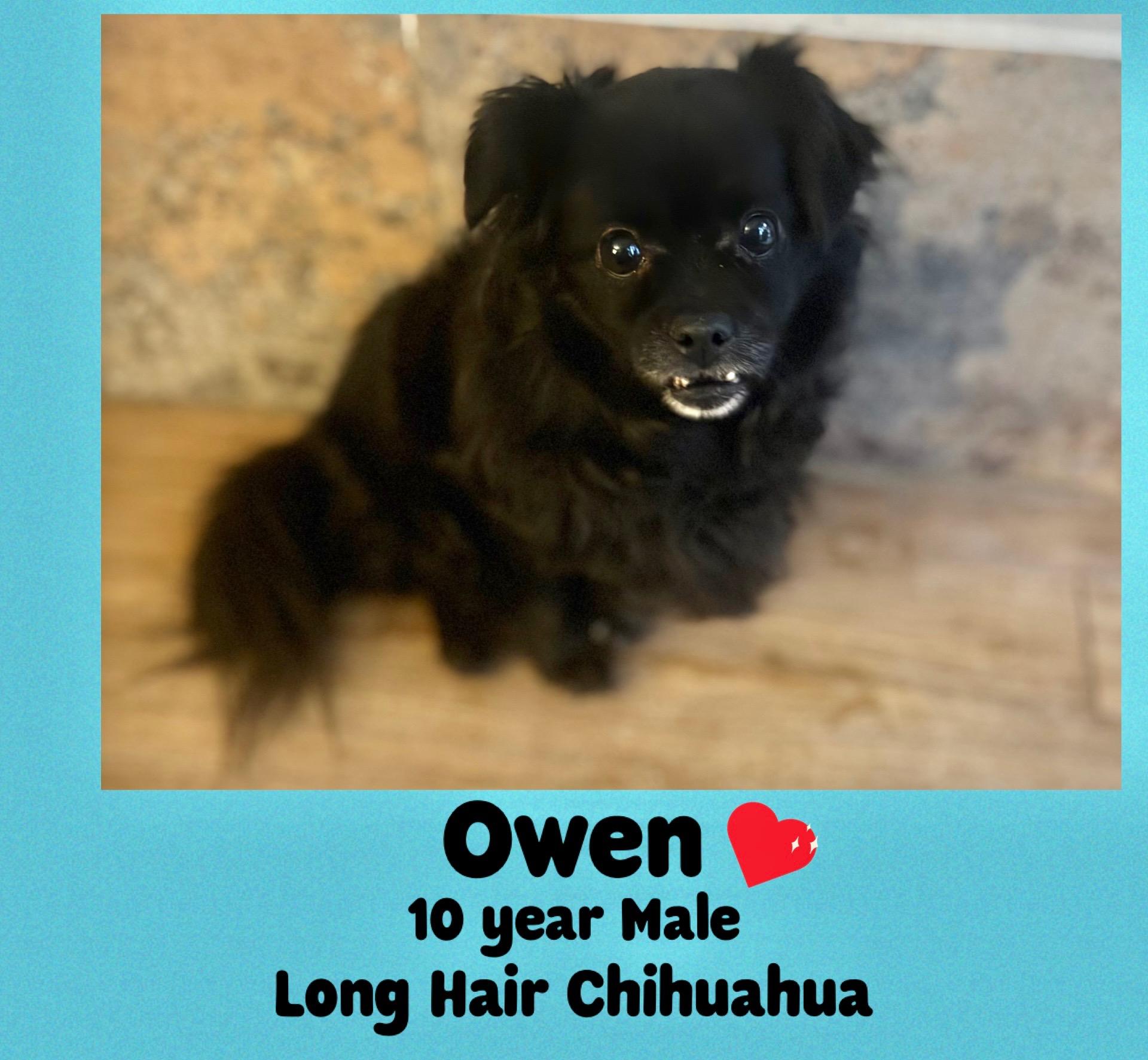 OWEN – 10  YEAR OLD LONG HAIR CHIHUAHUA MALE@PETCO, 5011 E. RAY ROAD, PHX 85044 ON SATURDAY, DEC. 20, Adoptable, Adult Male Chihuahua.