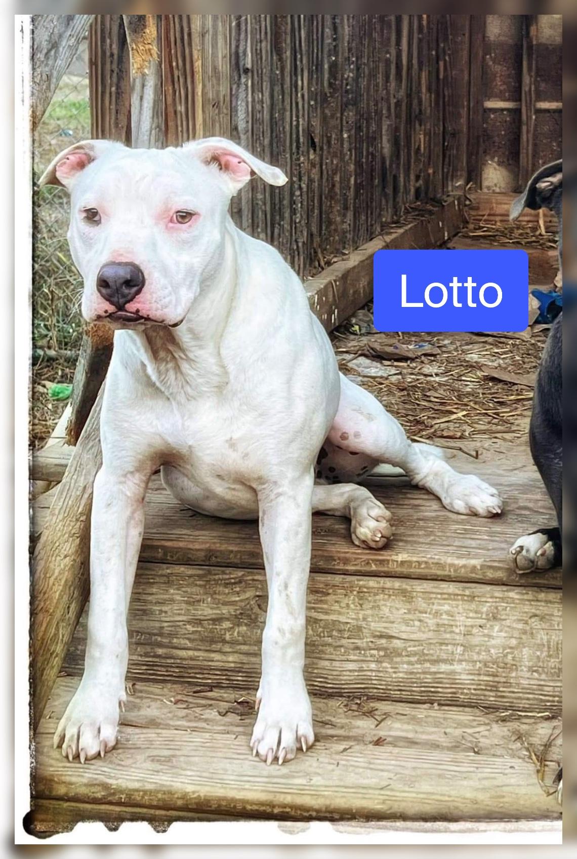 Lotto