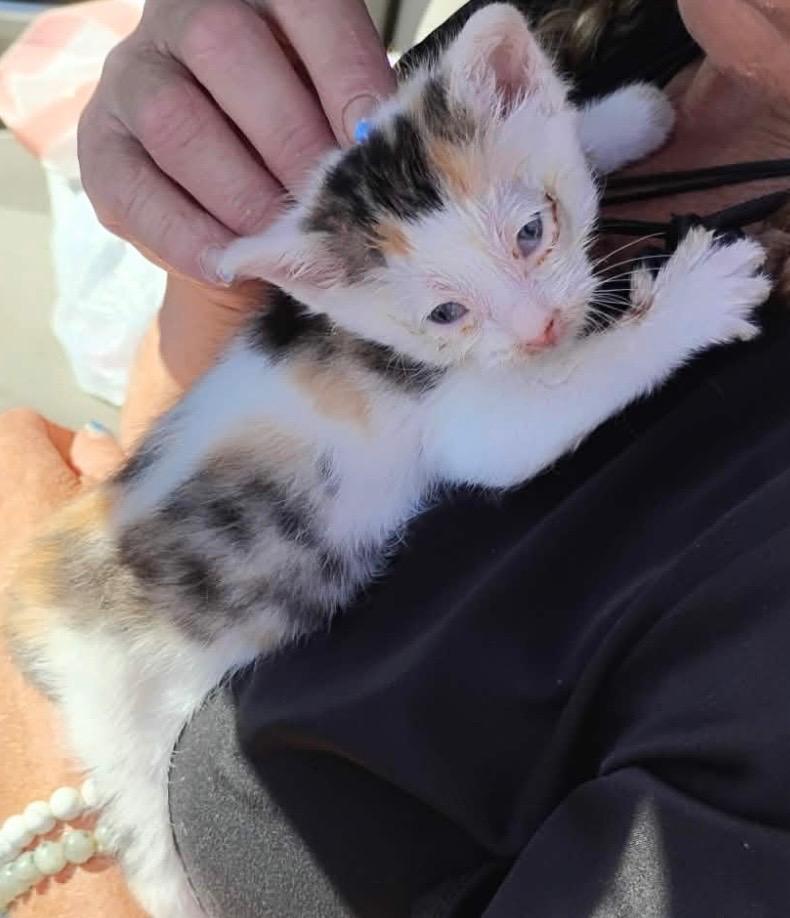Enlarge Buzzie Bee, a Adoptable mixed breed in Shelbyville, TN image 1/1
