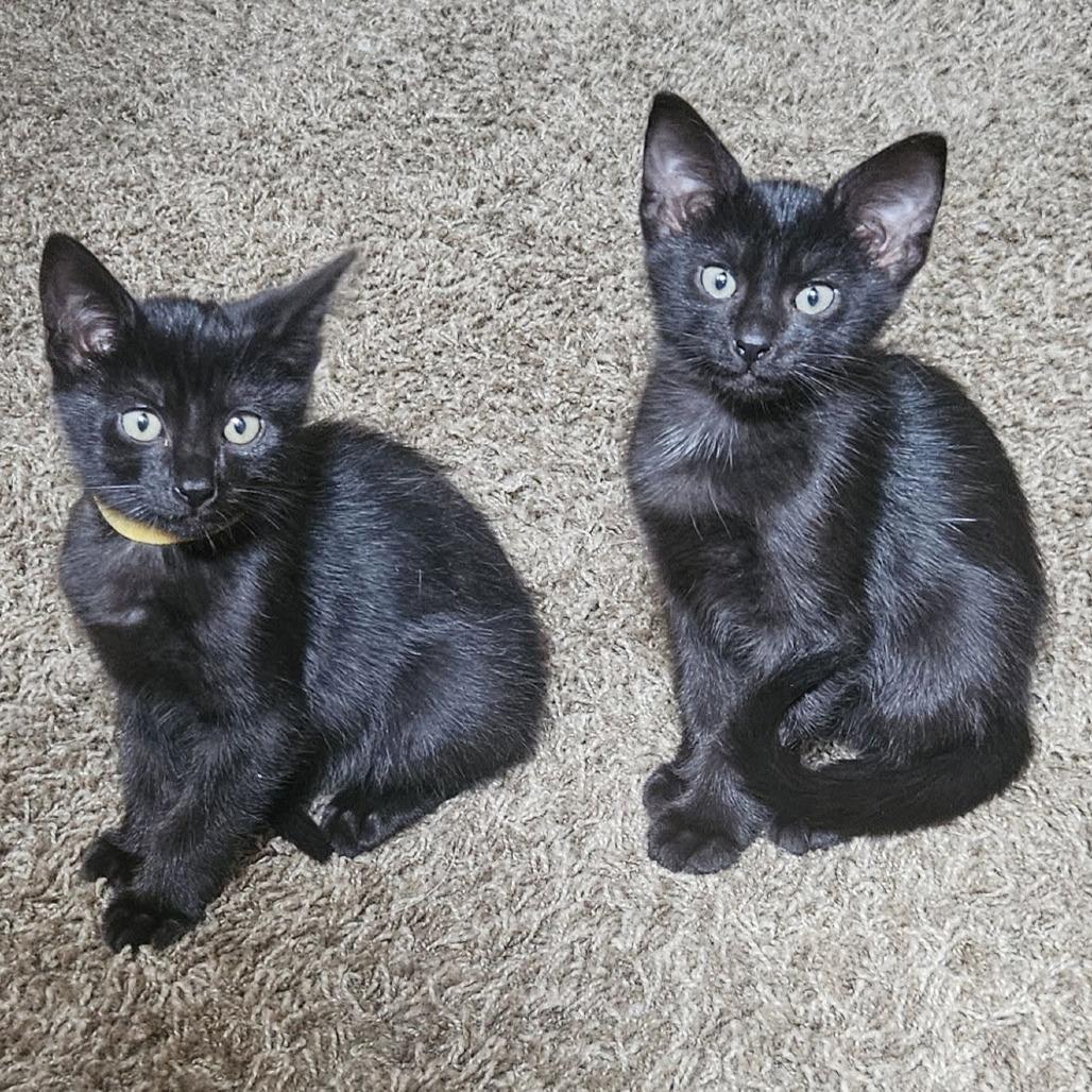 Bass--In Foster, Adoptable, Kitten Male Domestic Short Hair.