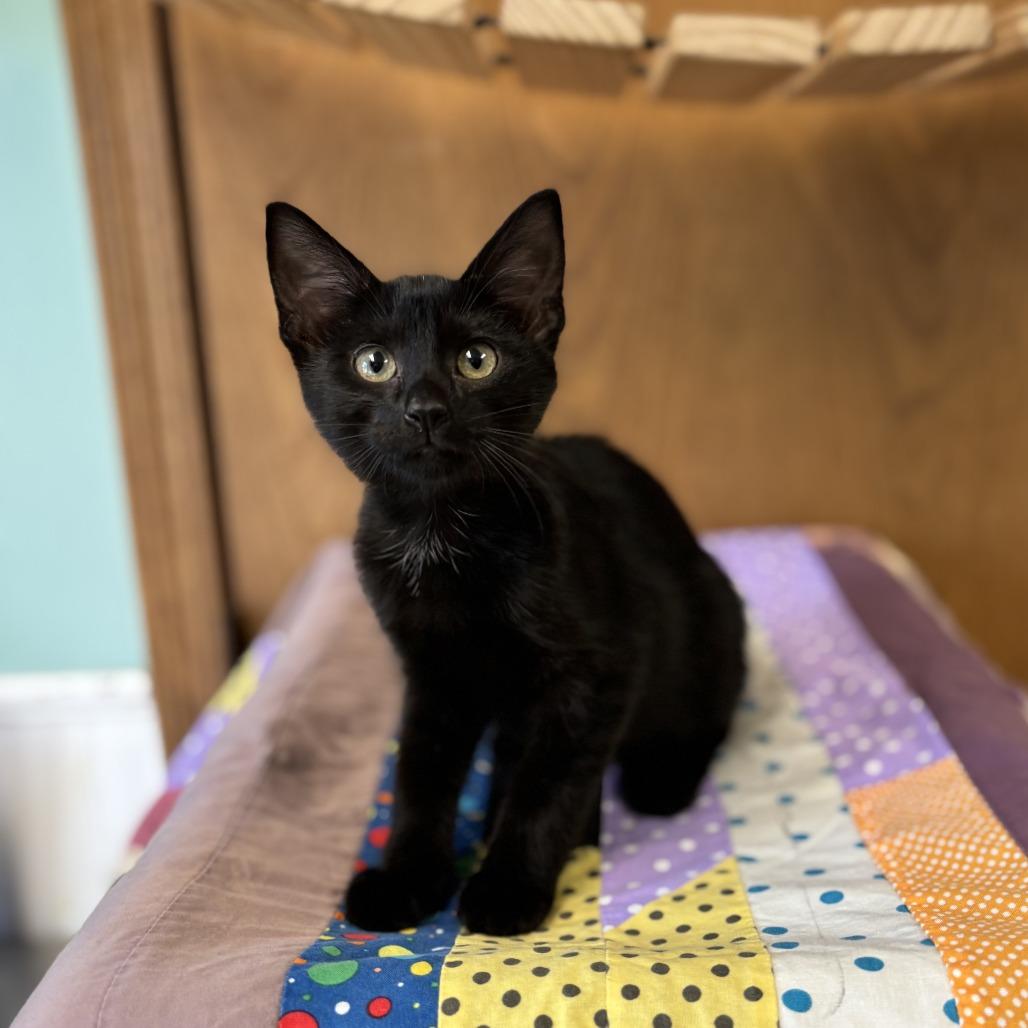Enlarge Bass--In Foster, a Adoptable Domestic Short Hair in Fargo, ND image 2/2