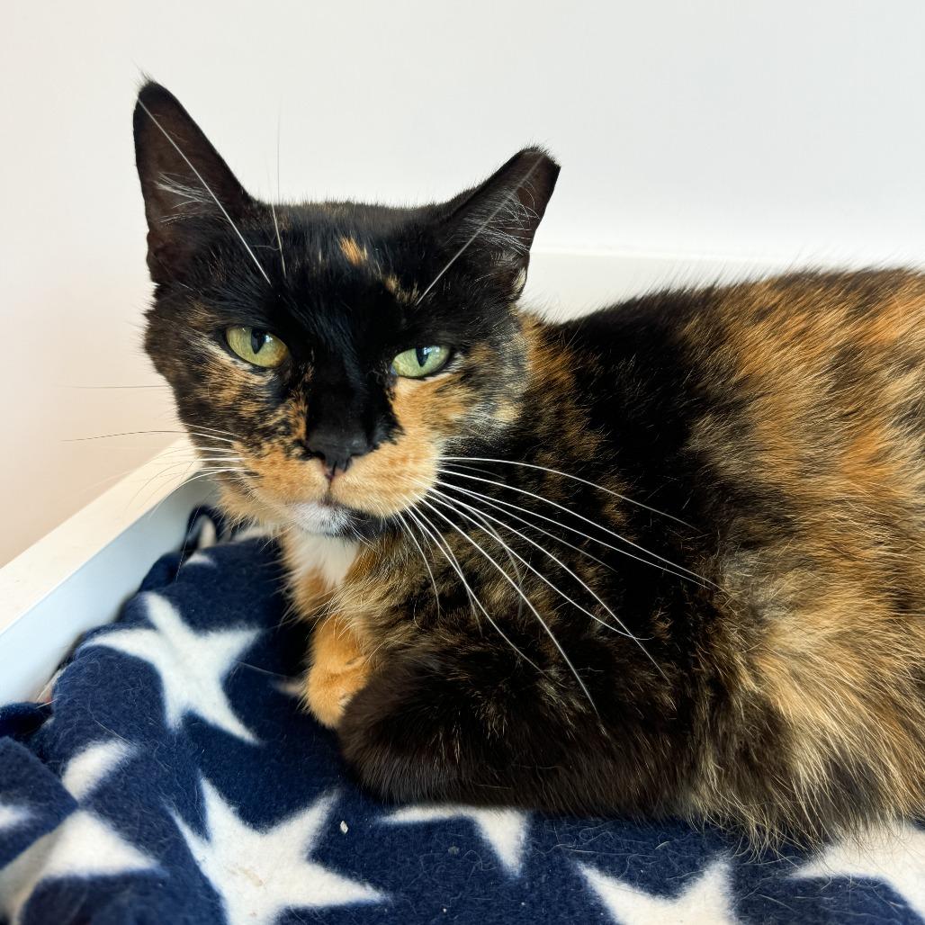 Lucy Goose, Adoptable, Adult Female Domestic Short Hair.