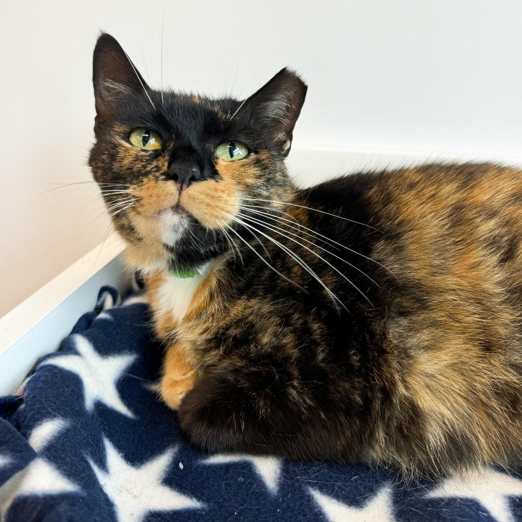 Lucy Goose, a Adoptable Domestic Short Hair in Fort Wayne, IN image 2/3