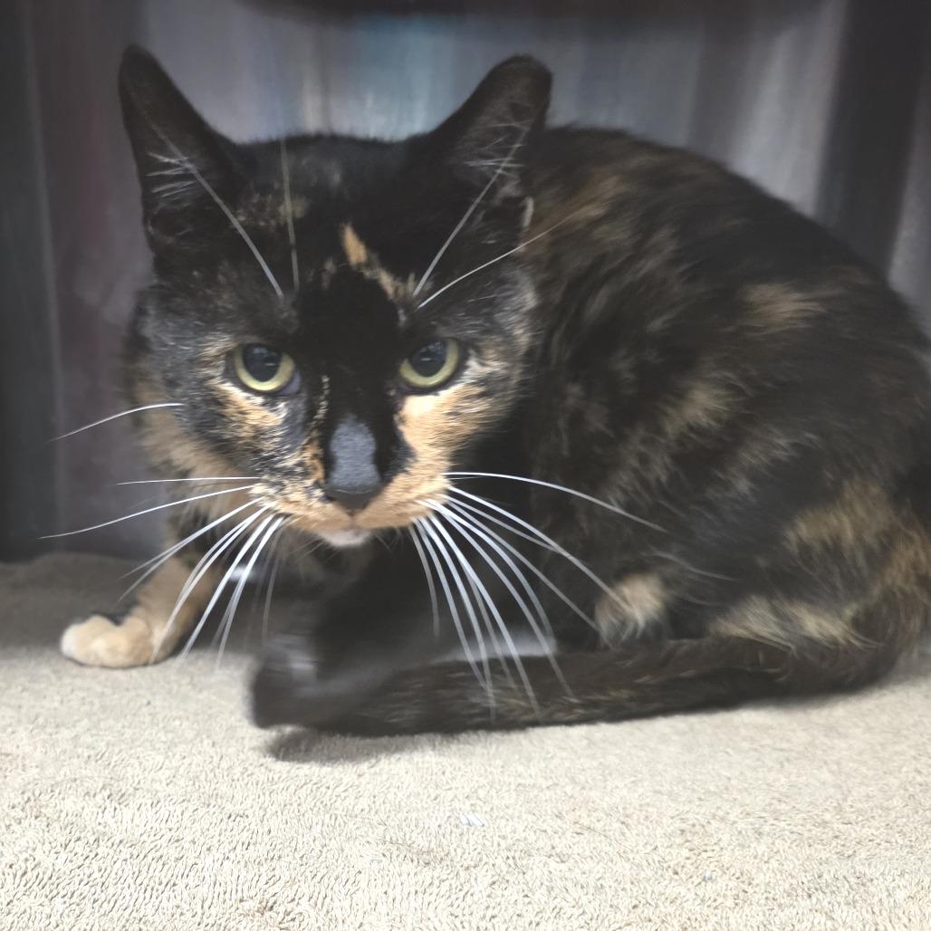 Lucy Goose, a Adoptable Domestic Short Hair in Fort Wayne, IN image 3/3
