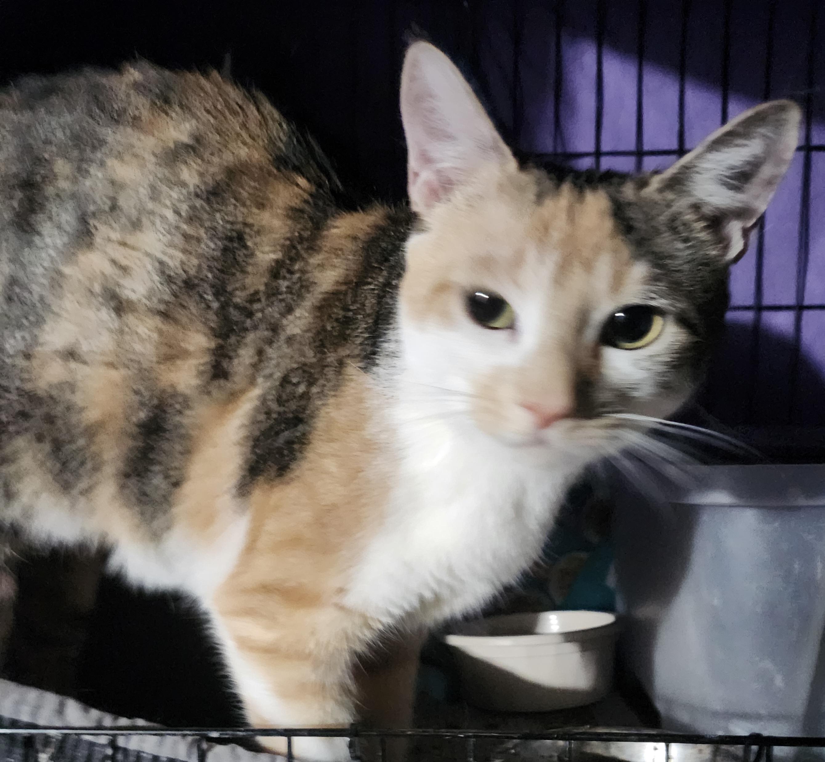 Enlarge Chiquita, a Adoptable mixed breed in East Brunswick, NJ image 1/1