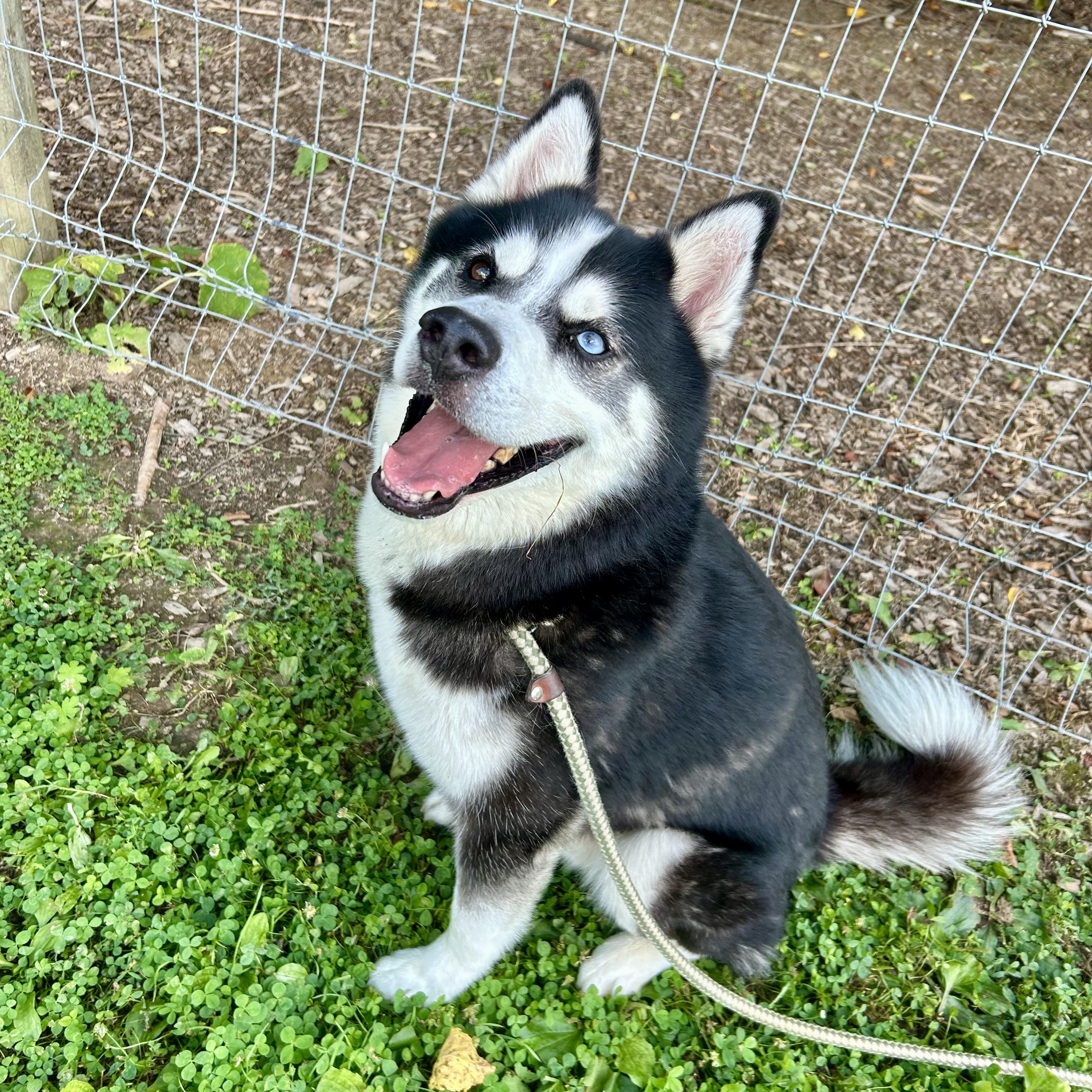 Tundra